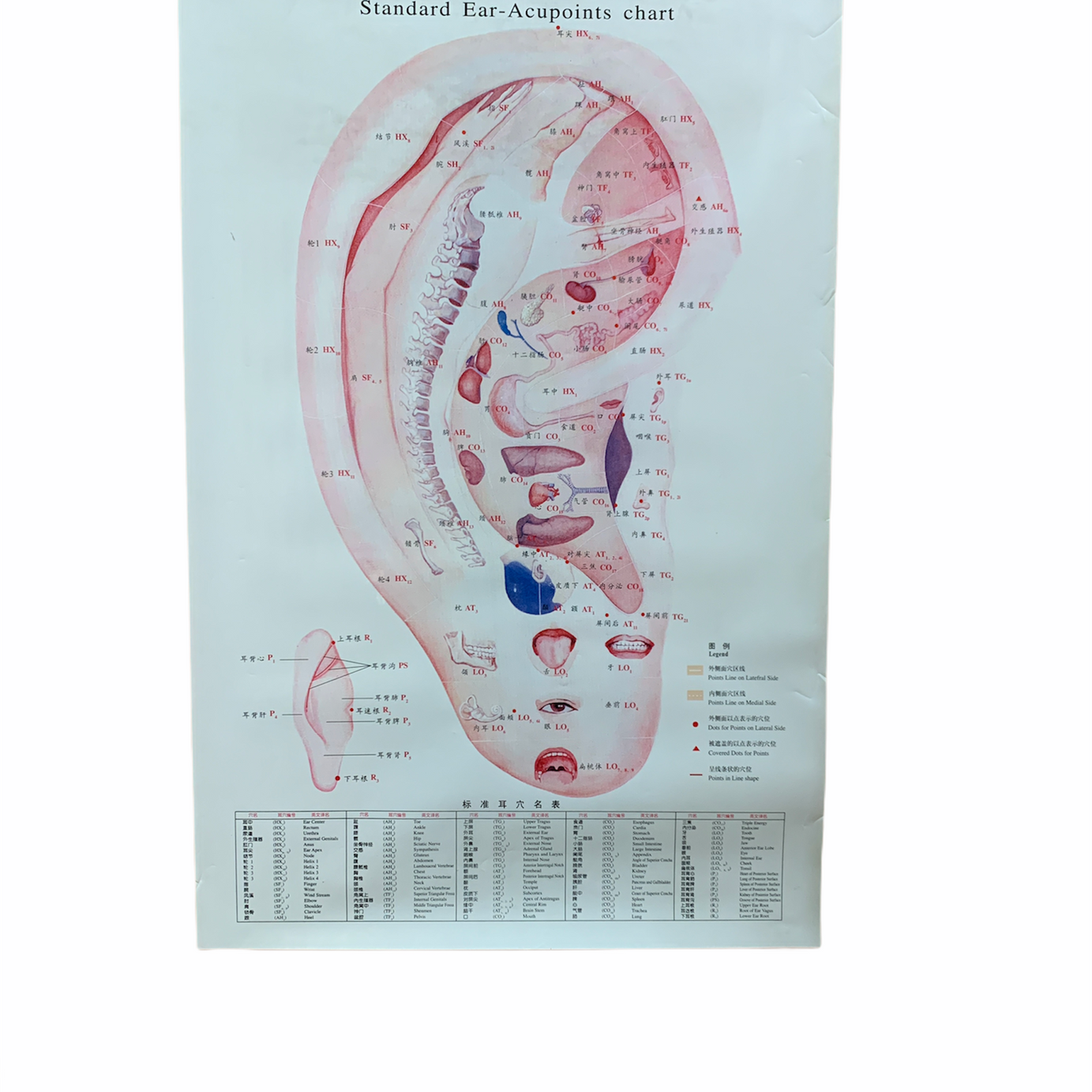 SET DE LÁMINAS PUNTOS DE ACUPUNTURA