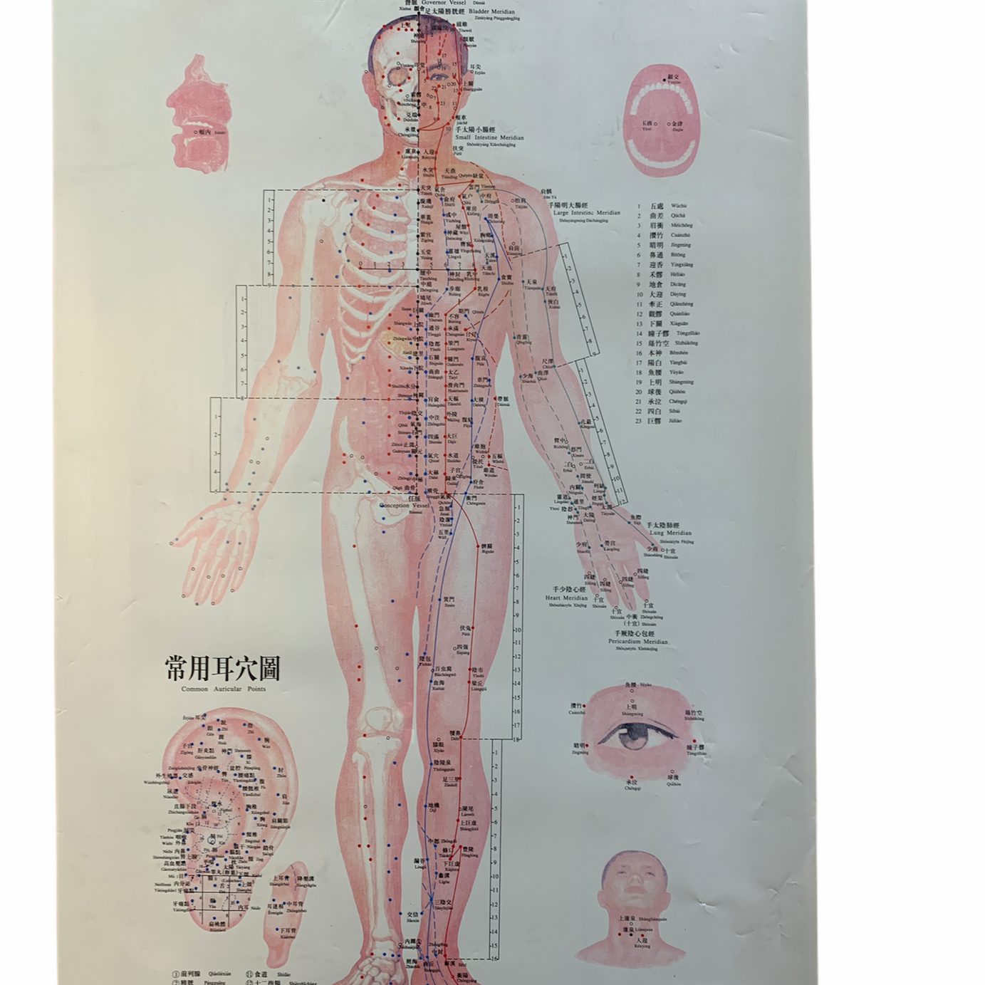 SET DE LÁMINAS PUNTOS DE ACUPUNTURA