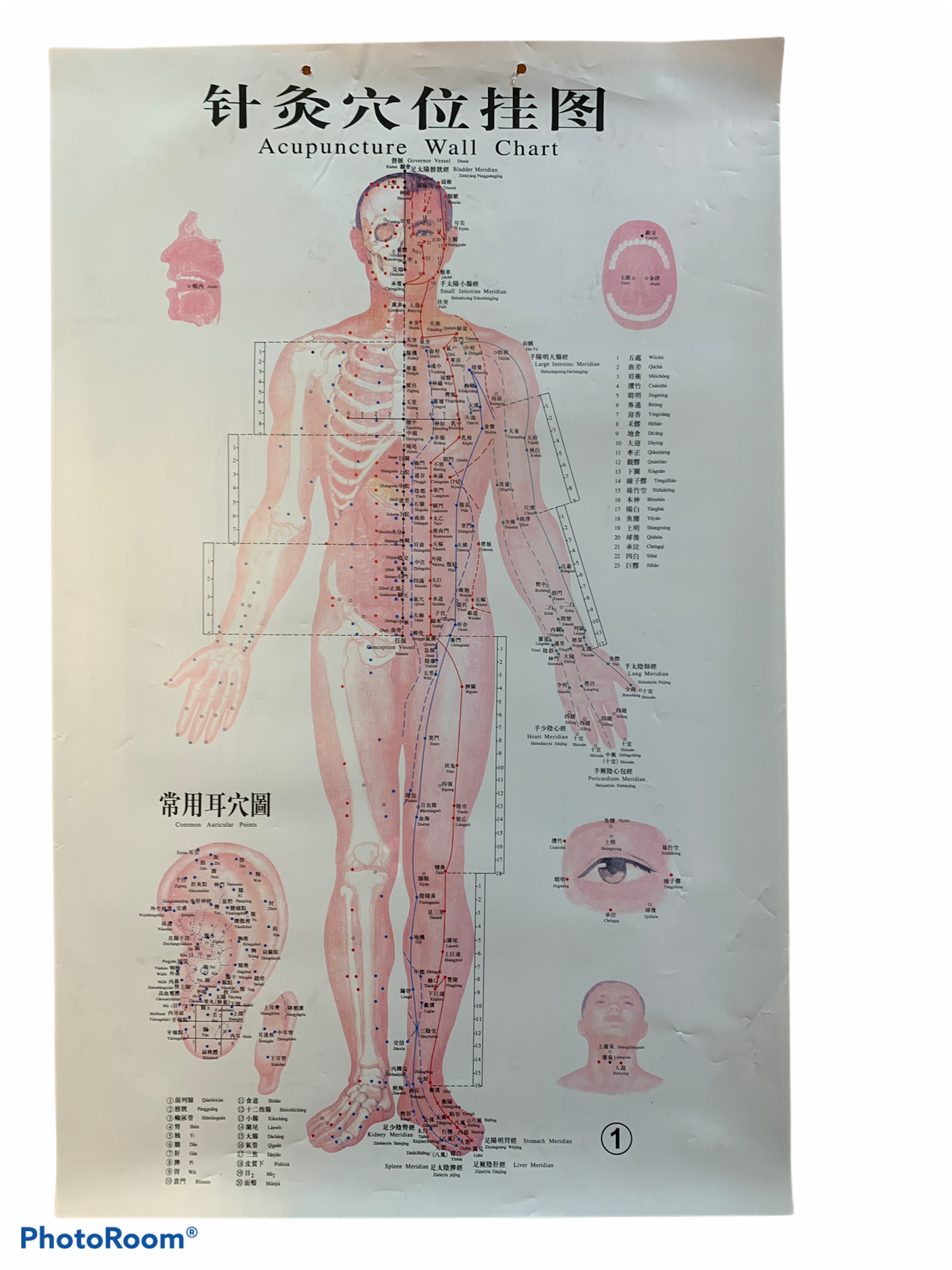SET DE LÁMINAS PUNTOS DE ACUPUNTURA