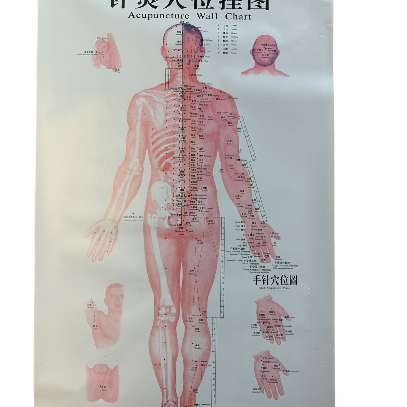 SET DE LÁMINAS PUNTOS DE ACUPUNTURA