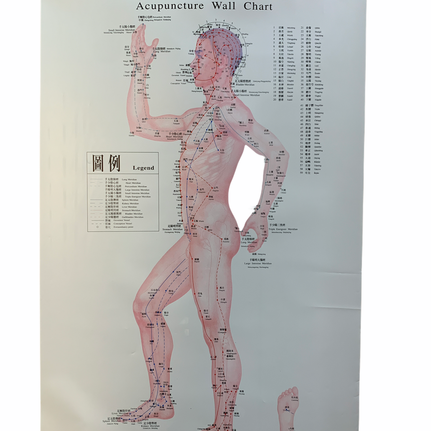 SET DE LÁMINAS PUNTOS DE ACUPUNTURA