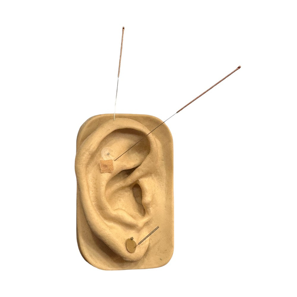 MODELO DE OREJA DE SILICONA PARA PRÁCTICA SEDATELEC