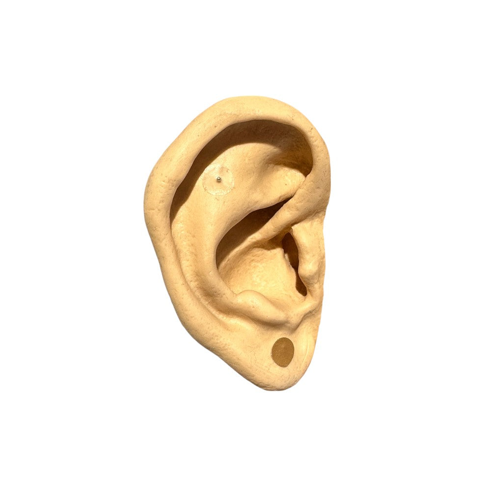 MODELO DE OREJA DE SILICONA PARA PRÁCTICA SEDATELEC