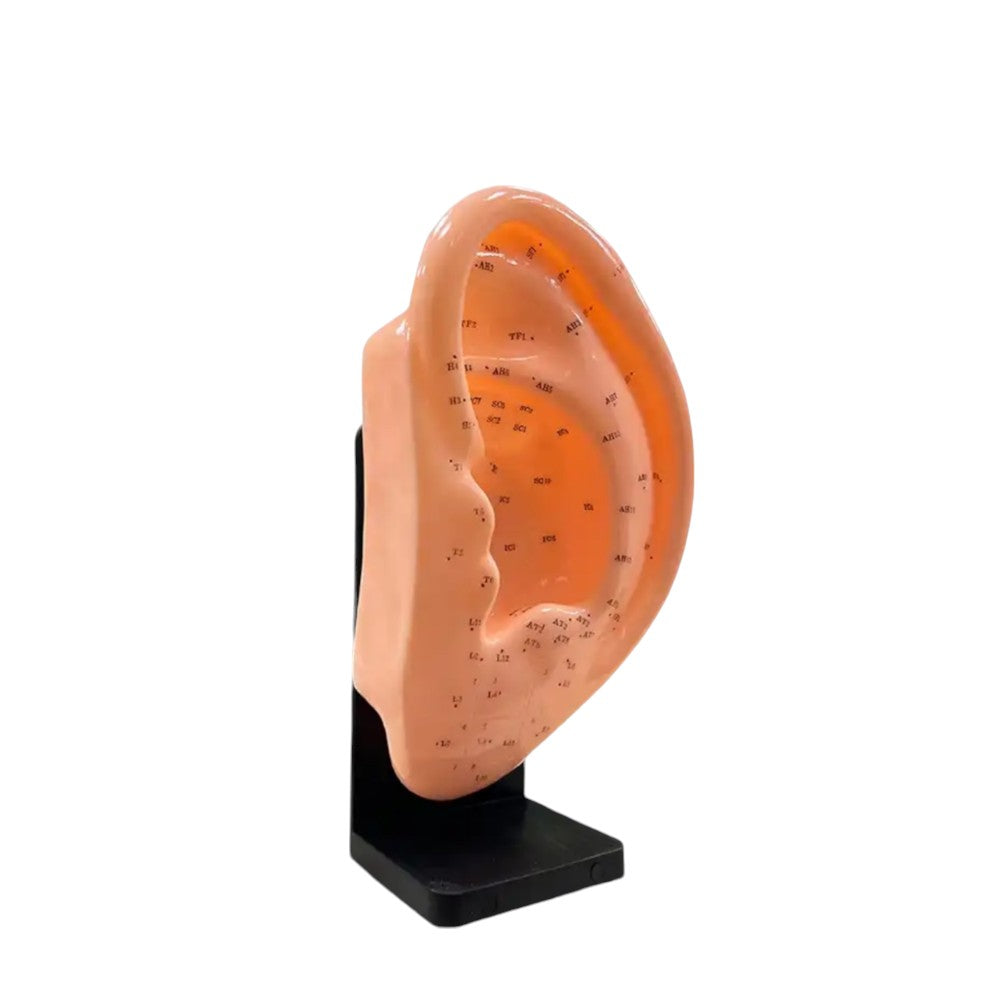 MODELO DE OREJA 22 CM.