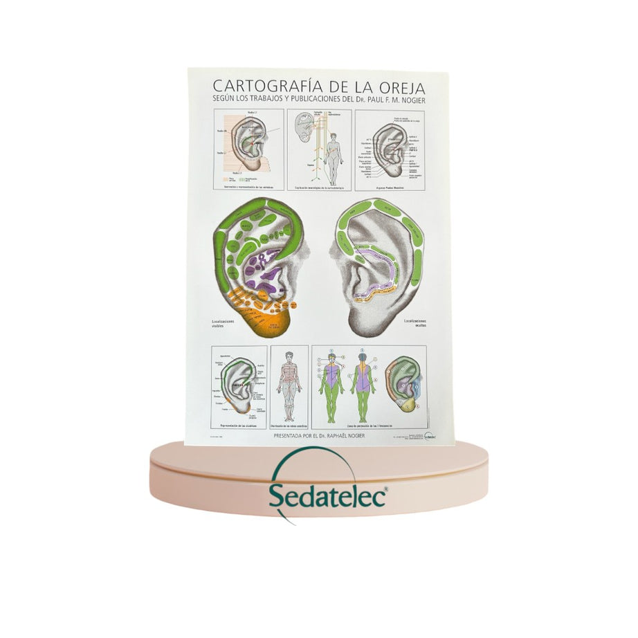 Mapa auricular  Dr. Nogier - 21 x 30 cm